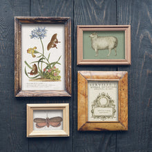 Load image into Gallery viewer, Brocante IOD Transfer - Eight 12" x 16" Pages, Image Transfer, Rub-On Image by Iron Orchid Designs