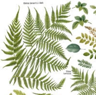 Load image into Gallery viewer, Fronds Botanical IOD Transfer - Four 12&quot; x 16&quot; Pages, Image Transfer, Rub-On Image by Iron Orchid Designs
