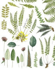 Load image into Gallery viewer, Fronds Botanical IOD Transfer - Four 12&quot; x 16&quot; Pages, Image Transfer, Rub-On Image by Iron Orchid Designs
