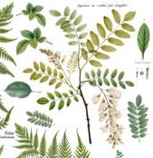 Load image into Gallery viewer, Fronds Botanical IOD Transfer - Four 12&quot; x 16&quot; Pages, Image Transfer, Rub-On Image by Iron Orchid Designs
