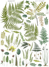 Load image into Gallery viewer, Fronds Botanical IOD Transfer - Four 12&quot; x 16&quot; Pages, Image Transfer, Rub-On Image by Iron Orchid Designs
