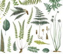 Load image into Gallery viewer, Fronds Botanical IOD Transfer - Four 12&quot; x 16&quot; Pages, Image Transfer, Rub-On Image by Iron Orchid Designs
