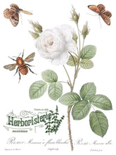 Load image into Gallery viewer, Brocante IOD Transfer - Eight 12&quot; x 16&quot; Pages, Image Transfer, Rub-On Image by Iron Orchid Designs
