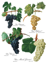 Load image into Gallery viewer, Cheers IOD Transfer - Eight 12" x 16" Pages, Image Transfer, Rub-On Image by Iron Orchid Designs
