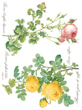 Load image into Gallery viewer, Rose Botanical IOD Transfer - Eight 12&quot; x 16&quot; Pages, Image Transfer, Rub-On Image by Iron Orchid Designs
