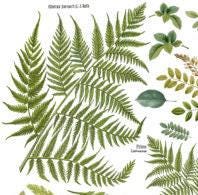 Load image into Gallery viewer, Fronds Botanical IOD Transfer - Four 12" x 16" Pages, Image Transfer, Rub-On Image by Iron Orchid Designs
