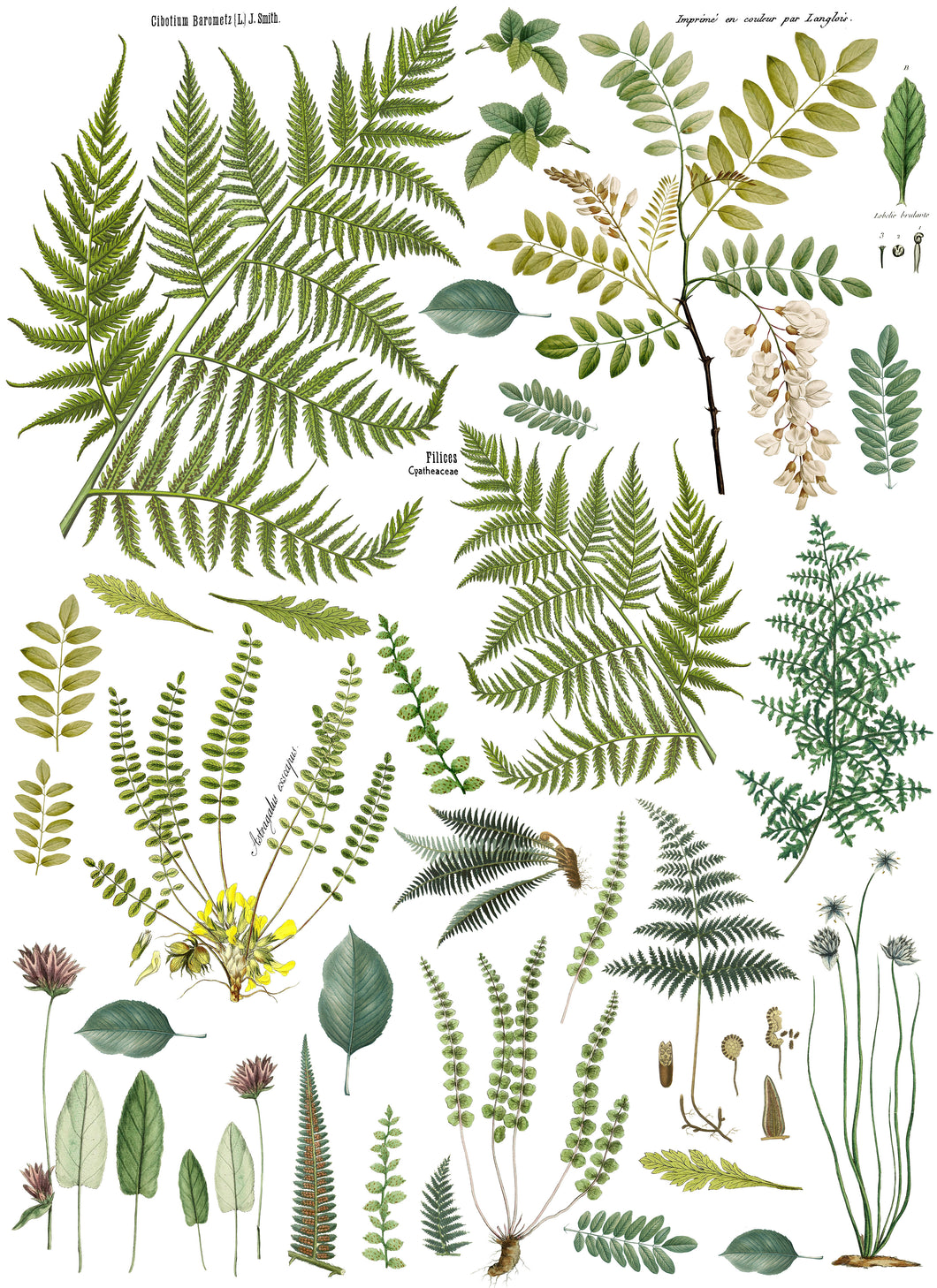 Fronds Botanical IOD Transfer - Four 12