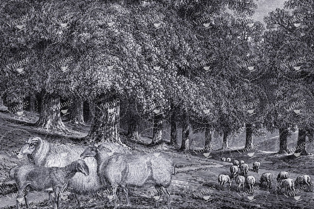 black and white sheep deco paper